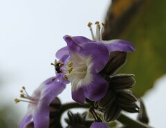 Nannotrigona perilampoides
