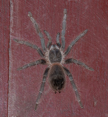 Lasiodora