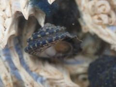 Diloma bicanaliculatum