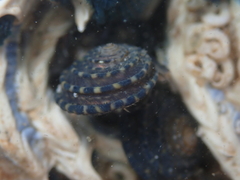 Diloma bicanaliculatum