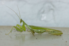 Photiomantis