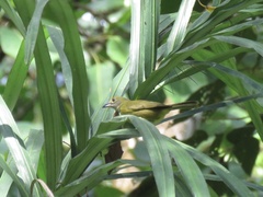 Loriotus luctuosus