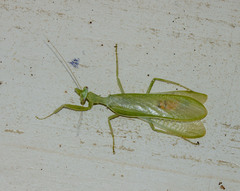 Photiomantis