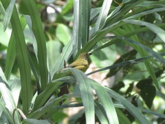 Loriotus luctuosus