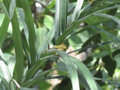 Loriotus luctuosus