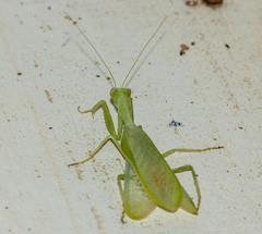 Photiomantis