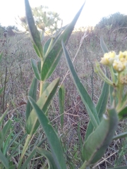 Asclepias mellodora