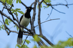 Cyanocorax cyanopogon