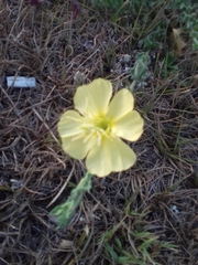 Oenothera parodiana