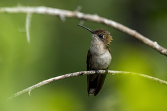 Chrysolampis mosquitus