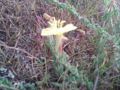Oenothera parodiana