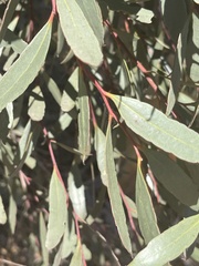 Eucalyptus steedmanii