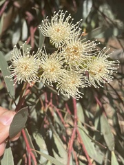 Eucalyptus steedmanii