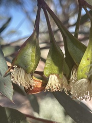 Eucalyptus steedmanii