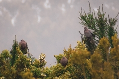 Patagioenas araucana