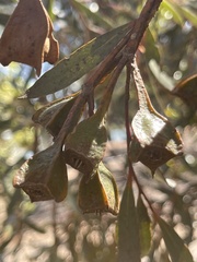 Eucalyptus steedmanii