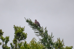 Patagioenas araucana