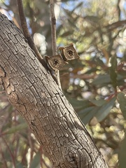 Eucalyptus steedmanii