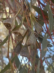 Eucalyptus steedmanii