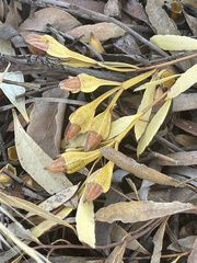 Eucalyptus steedmanii