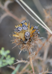 Codophila varia