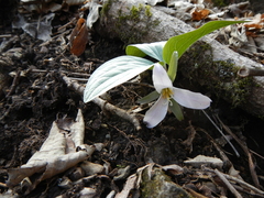 Trillium nivale