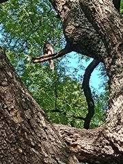 Parabuteo unicinctus