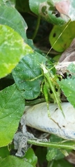 Tettigonioidea