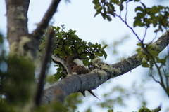 Pygarrhichas albogularis