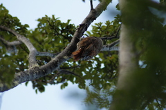 Pygarrhichas albogularis