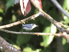 Polioptila bilineata