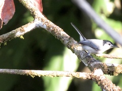 Polioptila bilineata