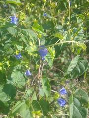 Jacquemontia pentanthos