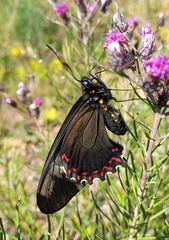 Battus polystictus