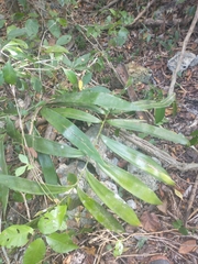 Zamia prasina