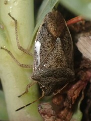 Euschistus variolarius