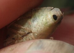 Euschistus variolarius