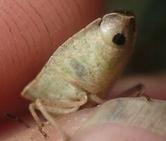 Euschistus variolarius