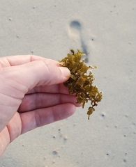 Sargassum