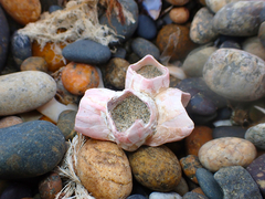 Notomegabalanus decorus