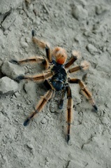 Phrixotrichus vulpinus