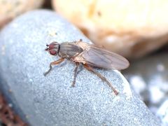 Coelopidae