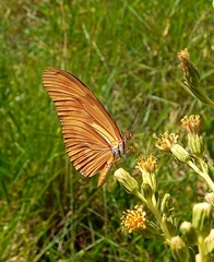 Dryas iulia