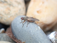 Coelopidae