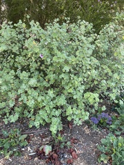 Malva subovata bicolor