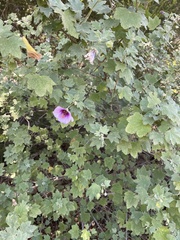 Malva subovata bicolor