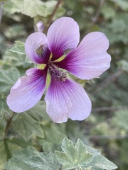 Malva subovata bicolor