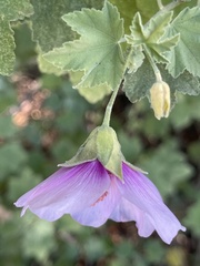Malva subovata bicolor