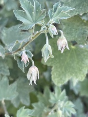 Malva subovata bicolor