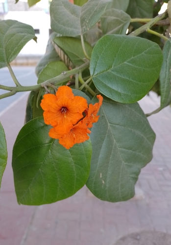 Siricote (Cordia sebestena)